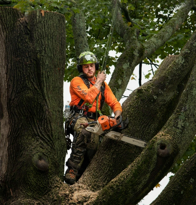 Tree Removal Greenville SC