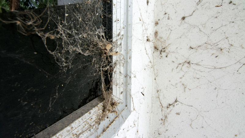 Spider webs often indicate an abundant insect population nearby.