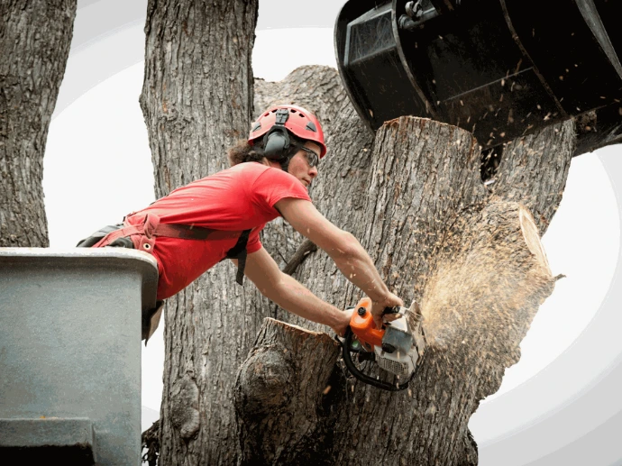 Tree Removal 